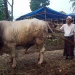 Hewan kurban pandeglang