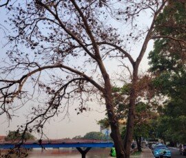 Pohon tua yang sedang menunggu ajalnya tiba di pinggir trotoar jalan Kalipasir (Sabtu 26/9/2026)